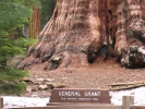 PICTURES/Sequoia National Park/t_Grant Grove - General Grant2.JPG